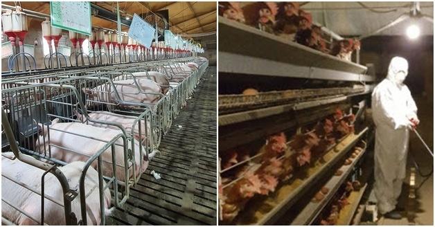 국민 공감 커지는데… 대선 공약엔 빠진 '농장동물 복지'