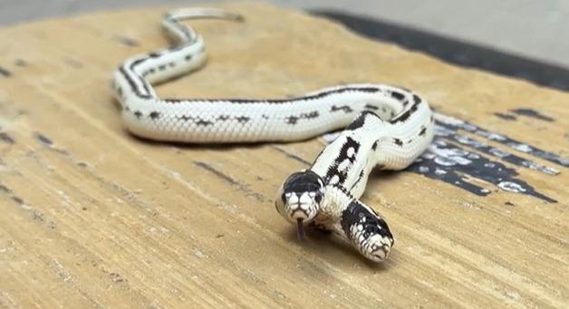 미국 파충류 매장서 10만분의1 확률 '쌍두사' 무럭무럭