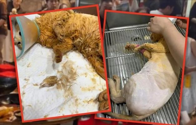 지붕서 미끄러진 길고양이…펄펄 끓는 훠궈 냄비로 떨어져 참변