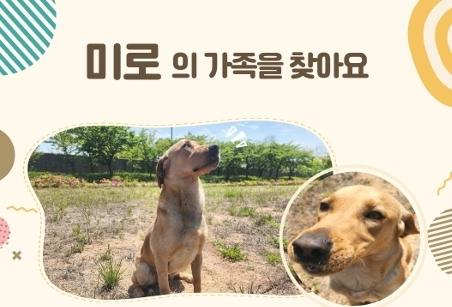 관세청 '마약탐지견의 새 가족이 되어 주세요'…12마리 민간분양