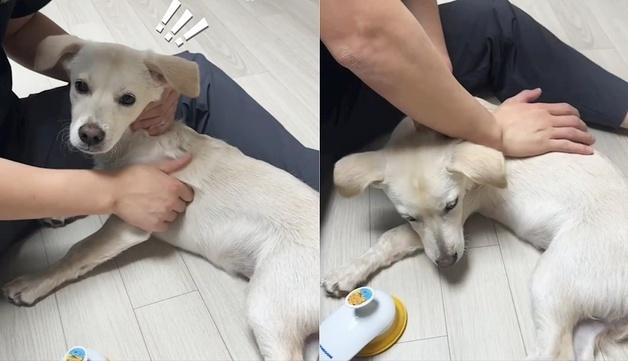 "극락이로개~"…물리치료사가 강아지 입양하면 생기는 일