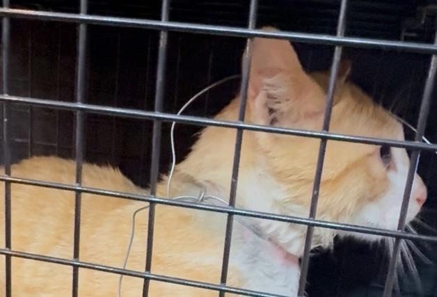 "누가 이런 짓을"…고양이 목에 감긴 철사, 매듭 보니 학대 추정