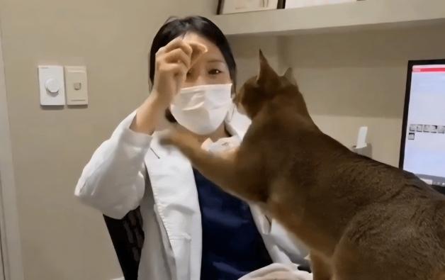 수의사에 냥펀치 날린 고양이, 간식 다 먹고 쿨하게 퇴장…"귀여워"
