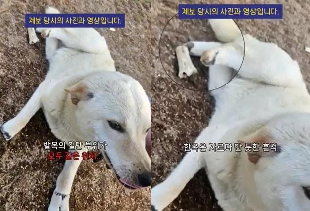 발목 4개 다 잘린 백구 발견…"기어다니며 살아남은 듯, 극단적 학대" 충격