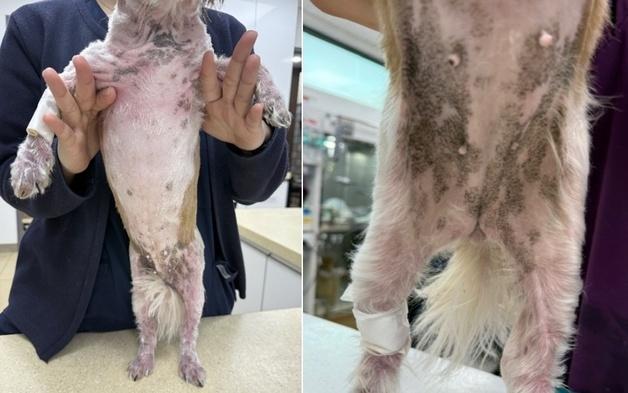 쭈글쭈글 거친 강아지 피부, 두 달 만에 보들보들해진 비결은