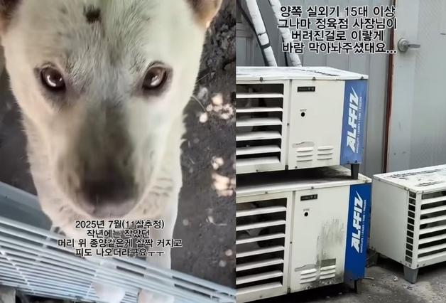 "이건 학대, 너무 불쌍"…대구 폭염에 실외기 15대 앞 11년째 방치된 백구