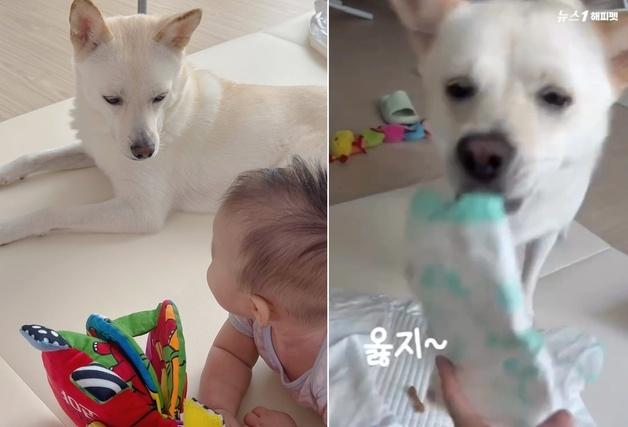 "기저귀도 척척!"…아기 육아 도우미로 나선 반려견, 누리꾼 감동