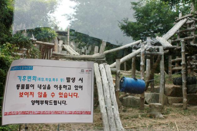 호랑이도 더위에 '헐떡헐떡'…전주동물원 동물들 '폭염 휴식' 한산