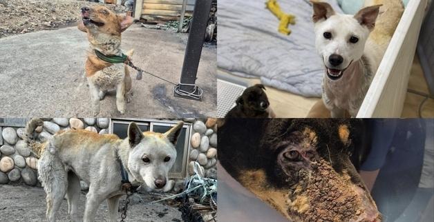 산불로 집 잃은 개들 근황 보니…"서서히 마음 문 열고 일상으로"