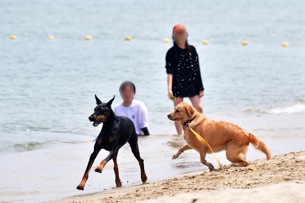 울진 구산해수욕장 펫비치 개장…반려견 샤워장 등 갖춰