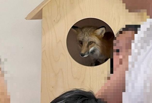 "우리 아이 얼굴 여우에 물릴 뻔"…동물체험 프로그램 '위험천만' 