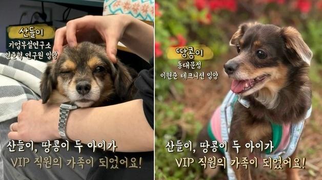 구조동물 치료 봉사한 동물병원…입양까지 '훈훈'[가족의발견(犬)]