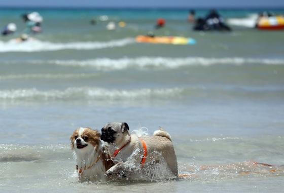 제주시 "음식점 3월부터 개·고양이 동반 출입 가능"