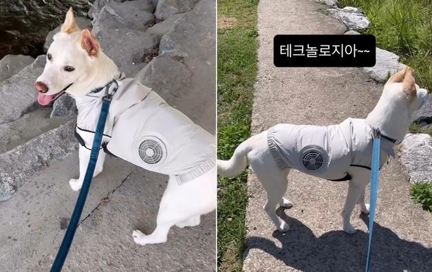 "테크놀로지아 ver.0.1"…금손 집사가 만든 반려견 혹서기 필살템