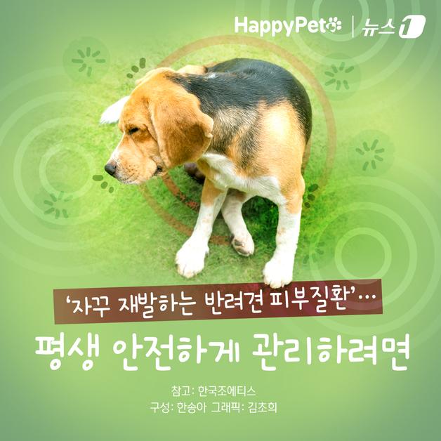 '자꾸 재발하는 반려견 피부질환'…안전하게 관리하려면[펫카드]