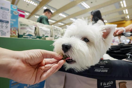 농진청 "어린 반려견 소화력 떨어짐 규명…성장기 사료 흡수율 고려해야"