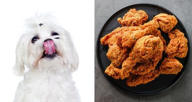 닭 뼈 먹은 강아지, 구토 처치 불가…병원 치료 과정 살펴보니