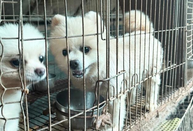 "우리는 '곰돌이컷' 연습 인형이 아니에요"…미용 실습견들의 실태