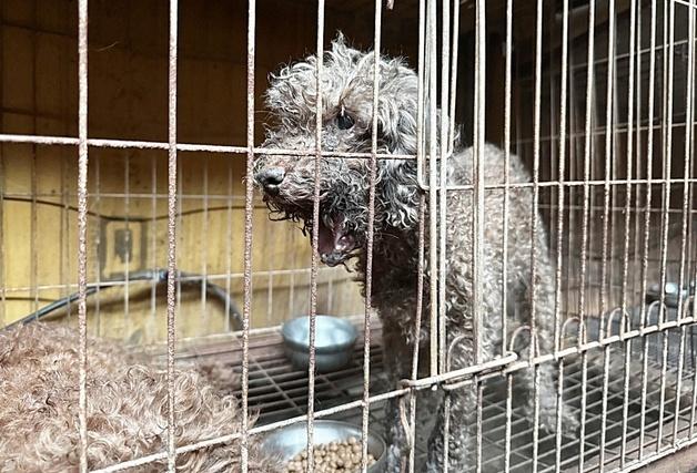 턱뼈 골절까지…미용 실습견 충격 실태, 전문가 "제도 개선 시급"