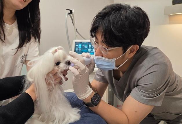 "반려동물 눈높이 맞춤 진료"…무릎 닳도록 피부만 보는 수의사
