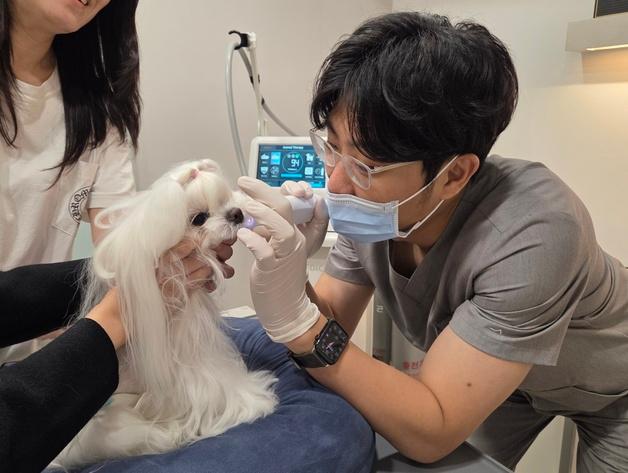 "반려동물 눈높이 맞춤 진료"…무릎 닳도록 피부만 보는 수의사
