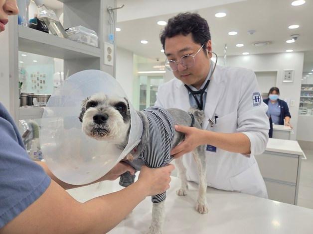 '저질 체력'인 줄 알았던 반려견 활발해져…건강검진이 바꾼 삶