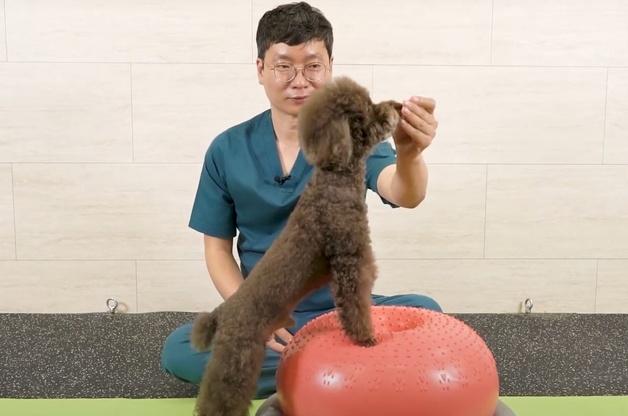 "점프 금지보다 중요한 것은"…강아지 튼튼하게 오래 사는 비결