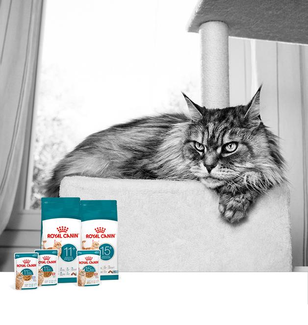 로얄캐닌, 반려묘 노령기 세분화한 맞춤 영양 솔루션 선보여