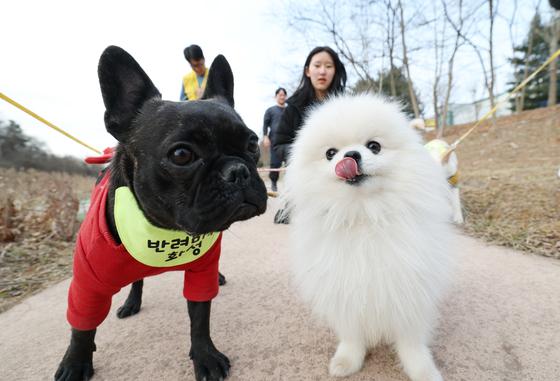 광주시, 설 연휴 반려동물 응급진료 12개소 운영