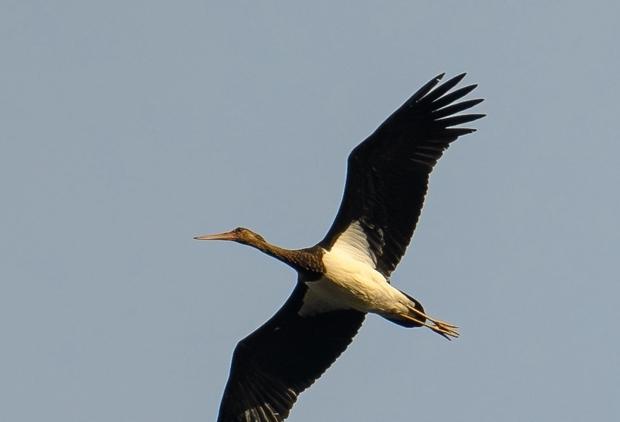 울산 회야댐서 먹황새·검독수리 등 천연기념물 관찰