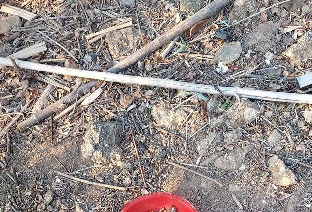 광양서 '독극물 먹이로 개·고양이 죽였다' 신고…경찰 수사