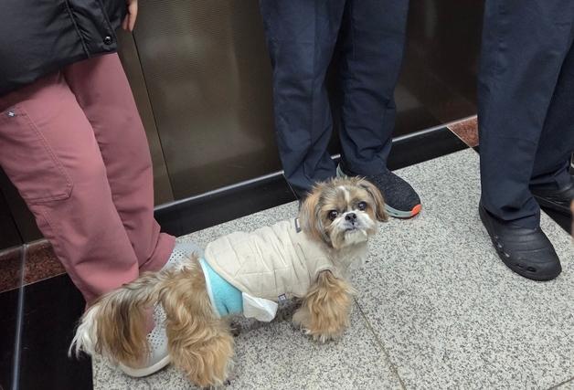 "아빠 어딨개?"…병원 순찰하는 건물주 반려견 '쎄미'[멍냥포착]