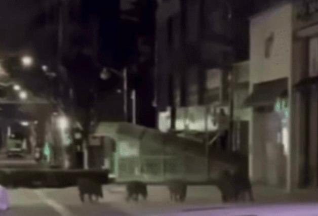 안성 공도읍 출몰한 멧돼지 5마리 중 2마리 사살