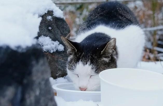 서울 길고양이 20만→9만 줄어…중성화·관리 다음은 책임·공존
