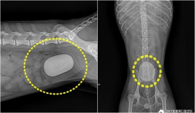 "AI로 만든 줄"…혈뇨로 병원 찾은 푸들, 방광 가득 채운 거대 결석
