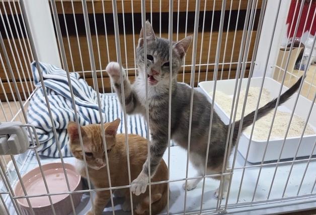 "어서 날 데려가라옹~"…가족을 기다리는 새끼 고양이들[멍냥포착]