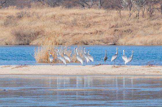 구미 낙동강 해평·강정습지 찾은 '겨울진객' 재두루미…52마리 월동