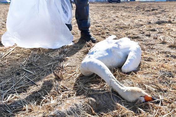 포항서 발견된 큰고니 사체 간이검사서 '고병원성 음성'