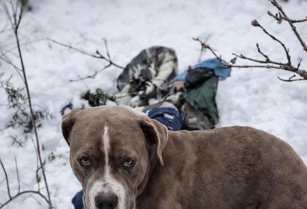 폭설에 갇힌 주인 숨졌는데도…나흘 간 시신 지킨 인도 반려견
