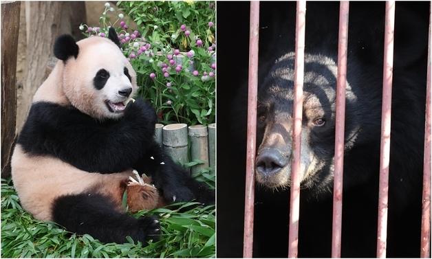 "판다 들여올 때 아니다"…시민단체, 정부에 '사육곰부터 살려라'