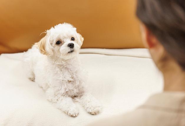 "기적처럼 얻은 소중한 시간"…심장병 말기 사랑이가 남긴 선물