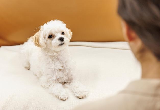 "기적처럼 얻은 소중한 시간"…심장병 말기 사랑이가 남긴 선물