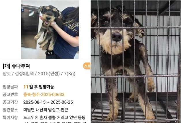 "뽈뽈거리던 뚱뚱 슈나우저"…보호소 석 달 만에 뼈만 남았다