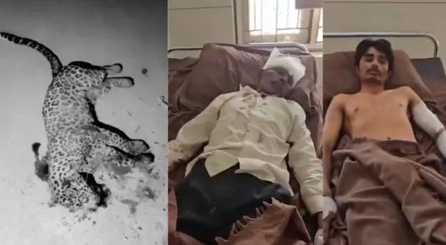 "아들 살리려 표범과 사투"…인도 60세男, 맨몸으로 맹수 제압