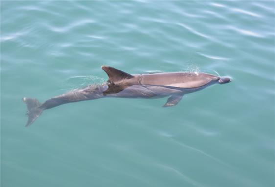 동·남해 연안 발견 '큰돌고래'…2월 해양생물로 선정