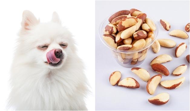 반려견에겐 치명적인 '이 견과류'…결국 위·장 절개술까지