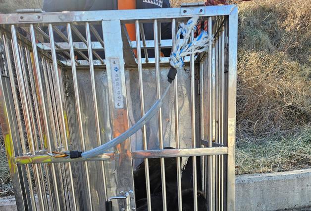 포항서 천연기념물 독수리 잇따라 구조…동물구조센터 이송