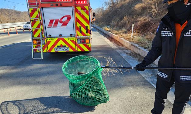 겨울나러 포항 날아온 독수리…탈진·부상 잇따라
