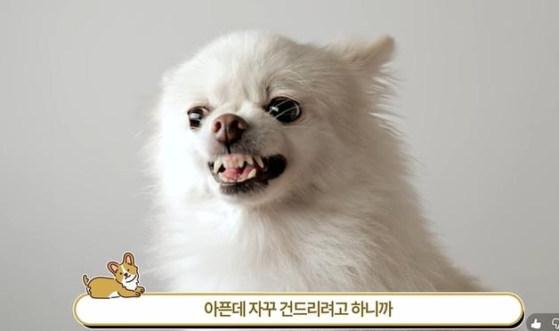 "입질하는 강아지, 훈련소보다 동물병원이 먼저입니다"