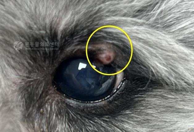 반려동물 눈꺼풀에 생긴 작은 혹…방치하면 안 되는 이유